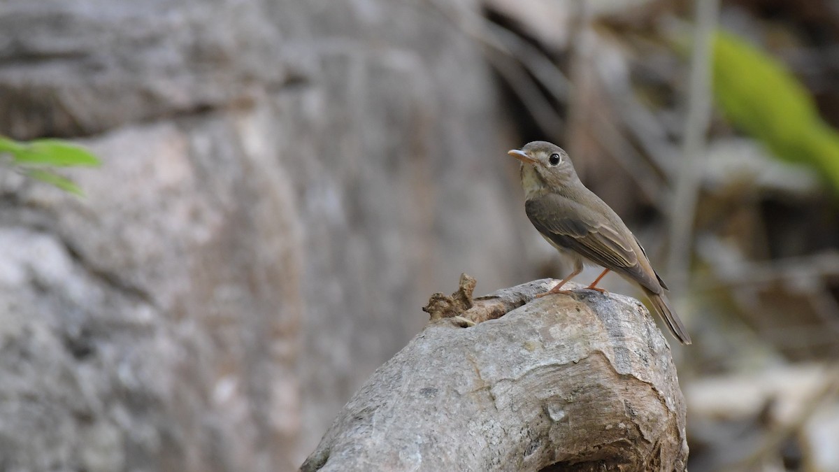 Brown-breasted Flycatcher - ML617577159