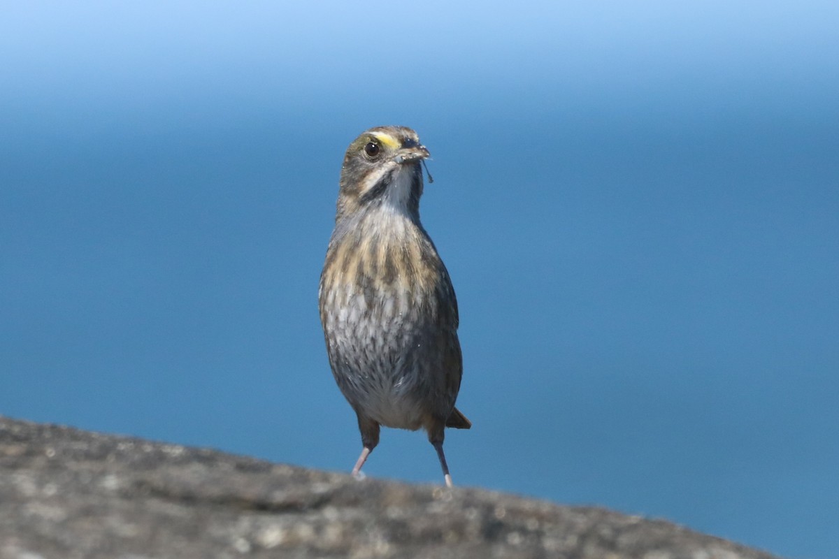 Seaside Sparrow (Atlantic) - ML617577186