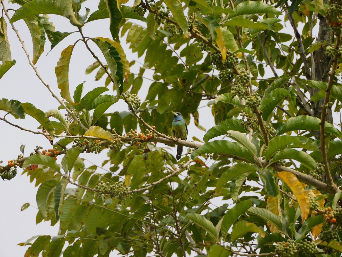 Versicolored Barbet (Blue-cowled) - ML617577209