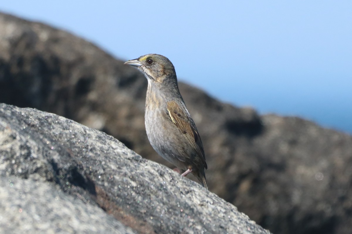 Seaside Sparrow (Atlantic) - ML617577215