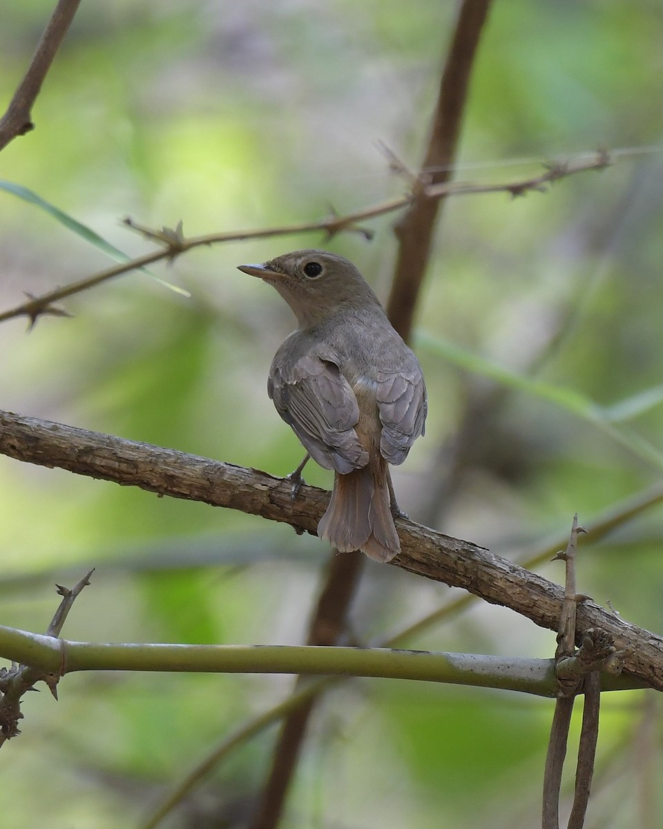 Rusty-tailed Flycatcher - Partha Saradhi Allam