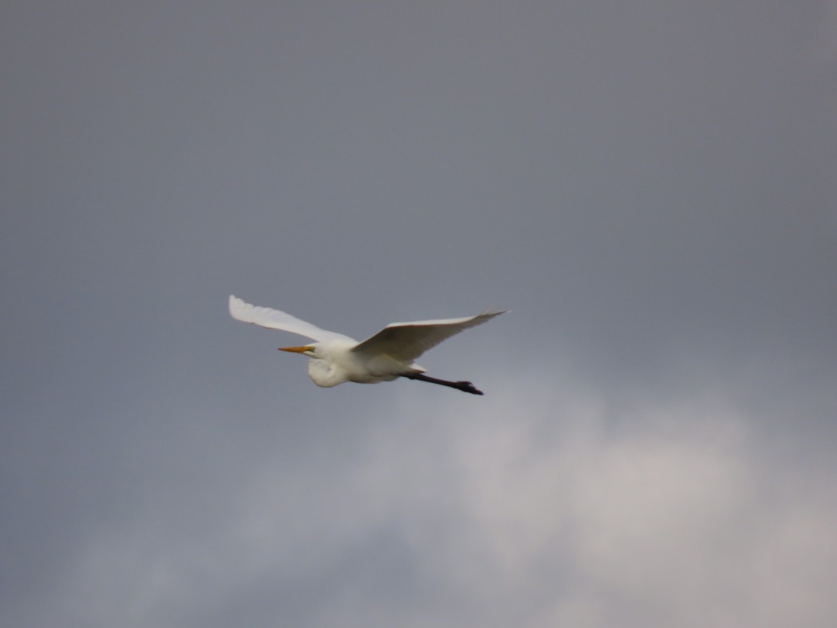Great Egret (modesta) - ML617577301