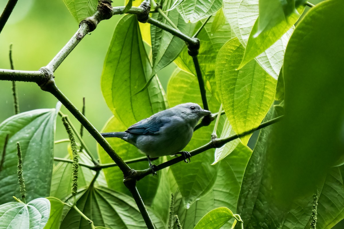 Blue-gray Tanager - ML617577316
