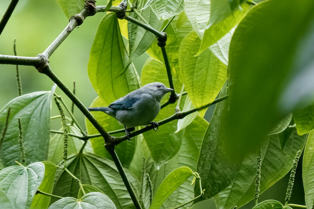 Blue-gray Tanager - ML617577317