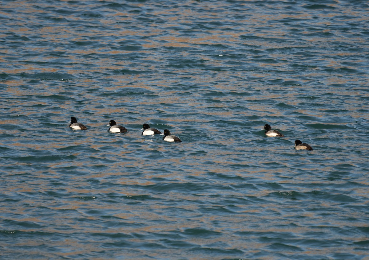Greater Scaup - ML617577319