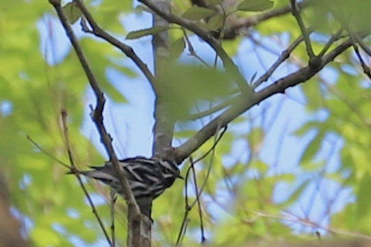 Black-and-white Warbler - JoAnn Dalley