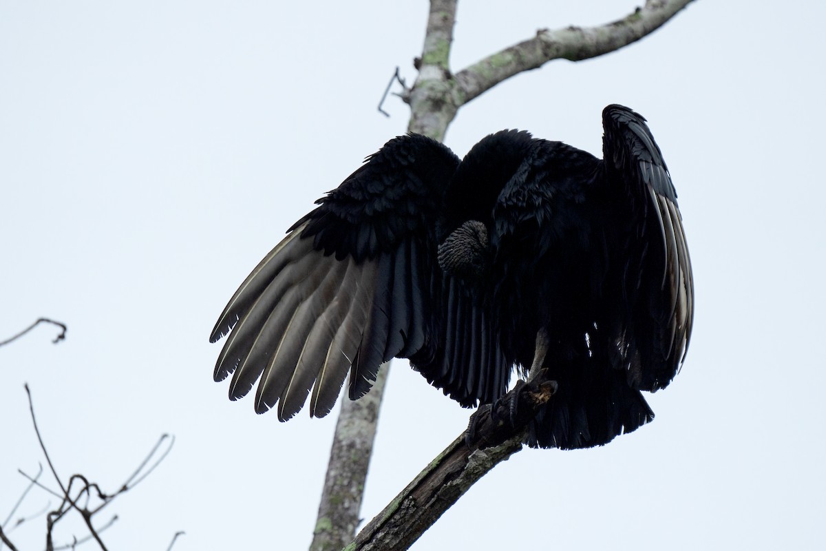 Black Vulture - ML617577422