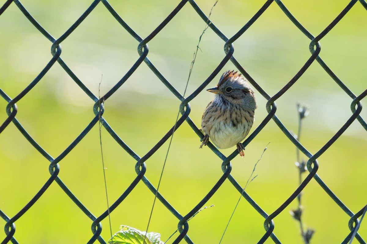 Lincoln's Sparrow - A Nick