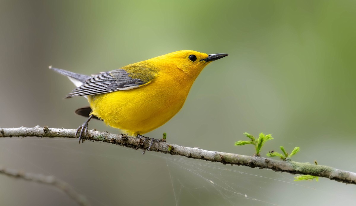 Prothonotary Warbler - William Richards