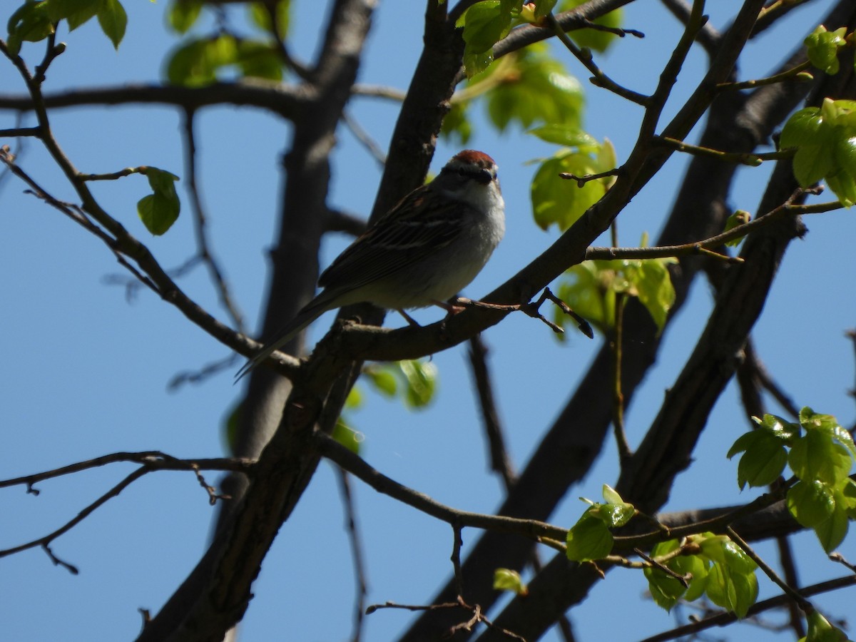 Chipping Sparrow - ML617577528