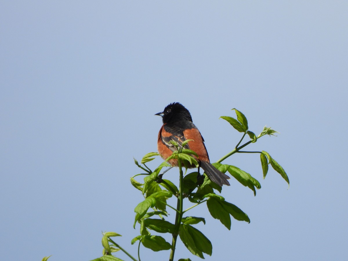 Orchard Oriole - Rick Luehrs