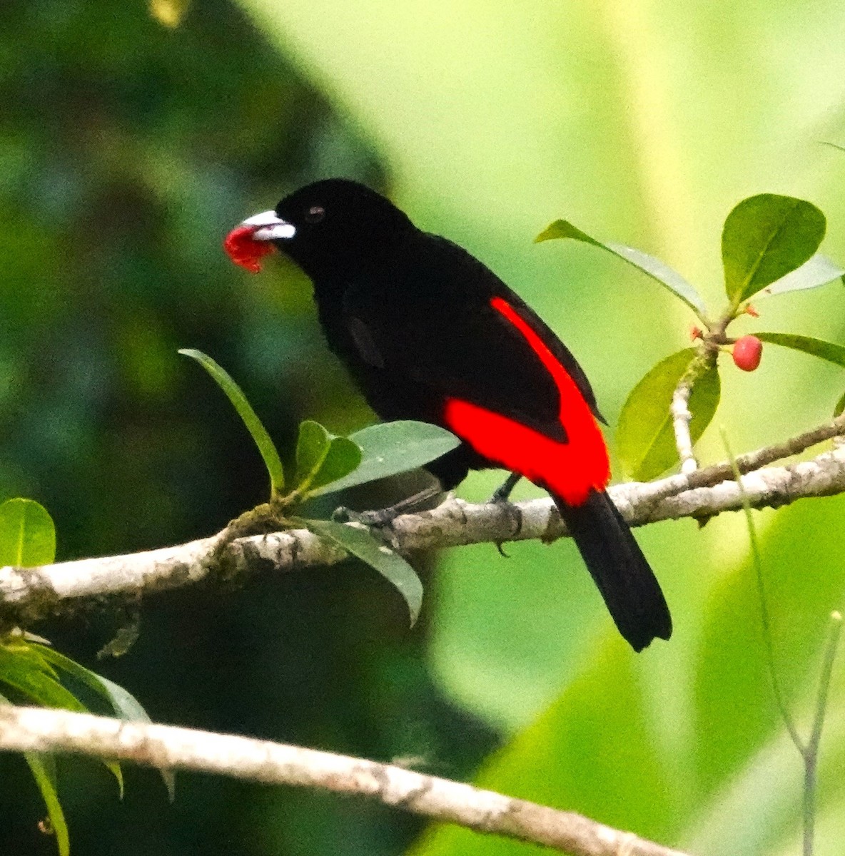 Scarlet-rumped Tanager - ML617577582