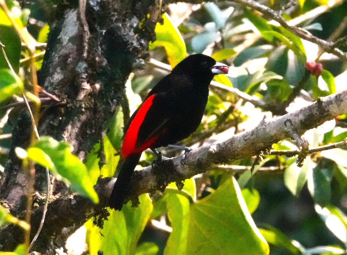 Scarlet-rumped Tanager - Rick Clarke