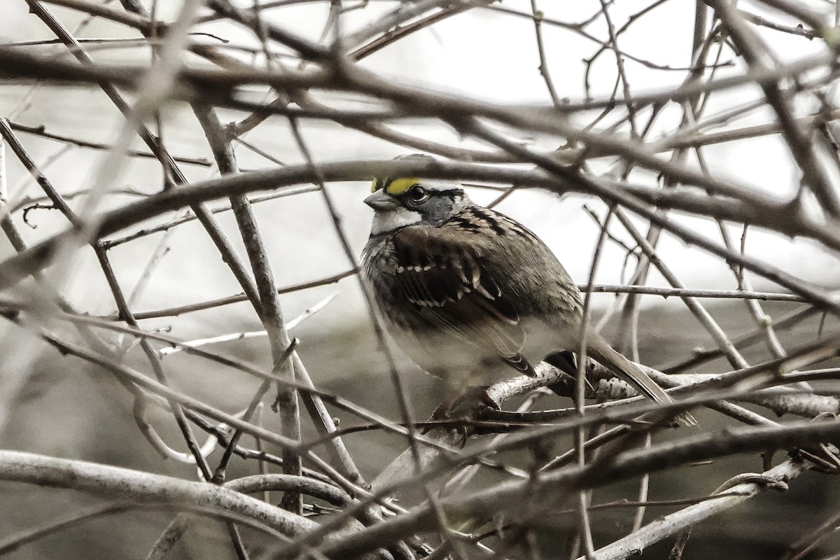 White-throated Sparrow - ML617577605