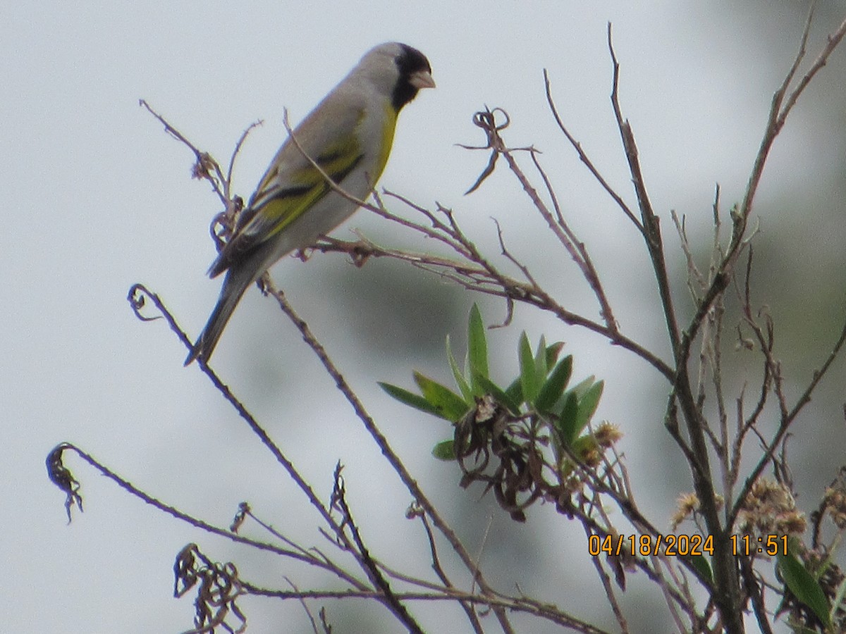 Lawrence's Goldfinch - ML617577637