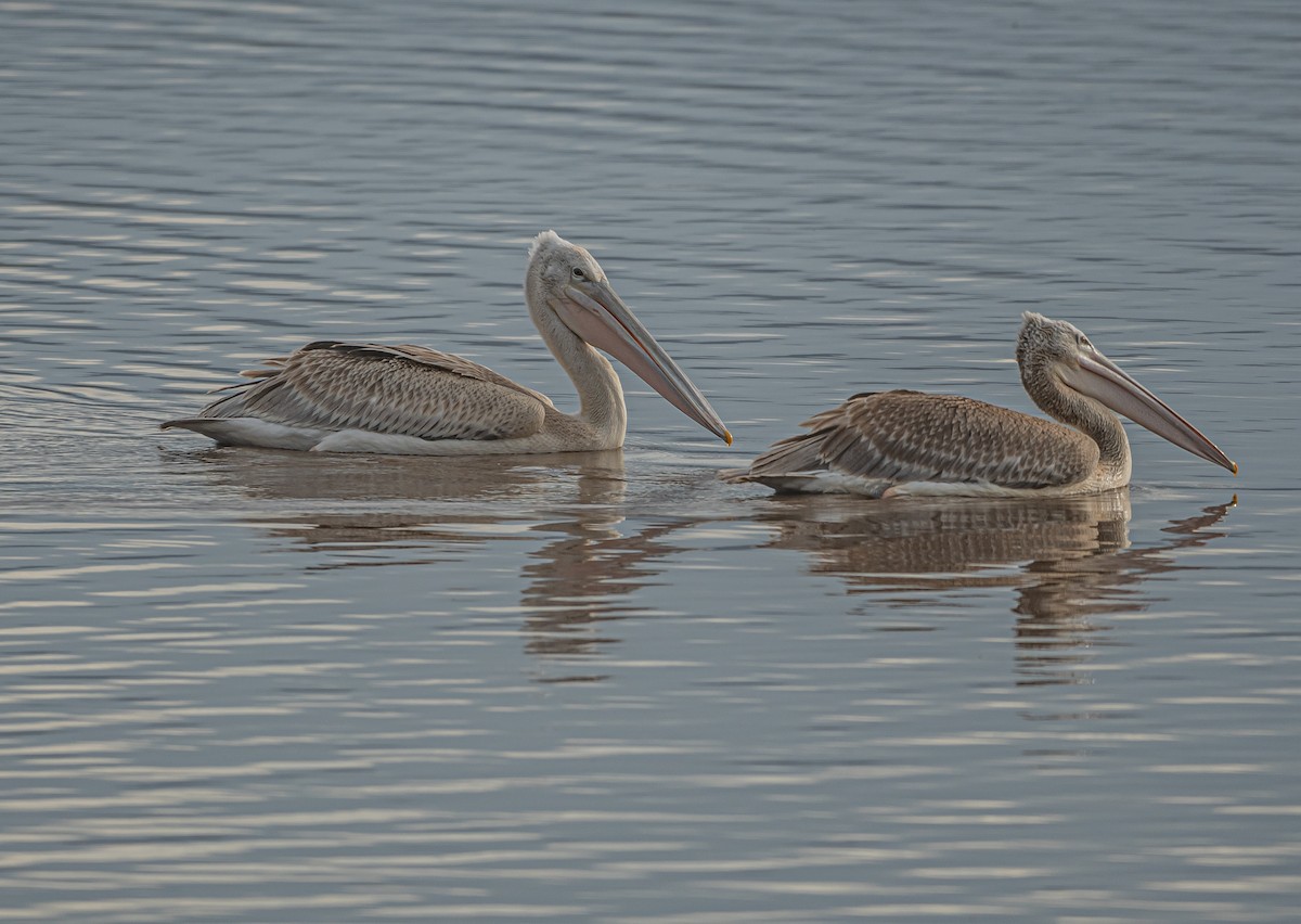 Pink-backed Pelican - ML617577704