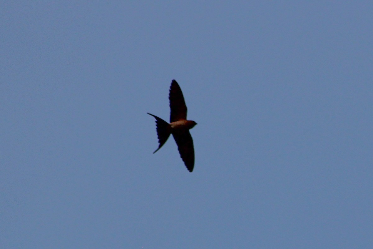 Red-rumped Swallow - ML617577710