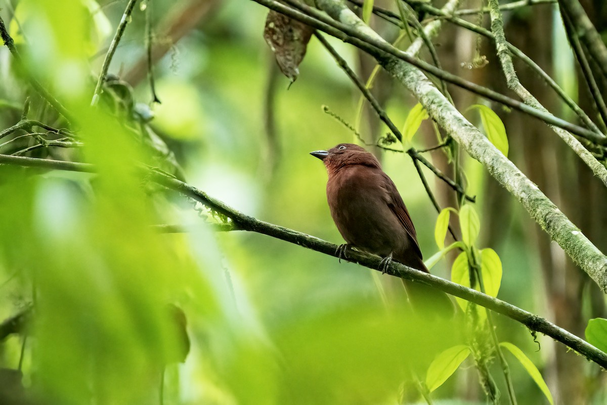 Red-crowned Ant-Tanager - Daniel Arndt
