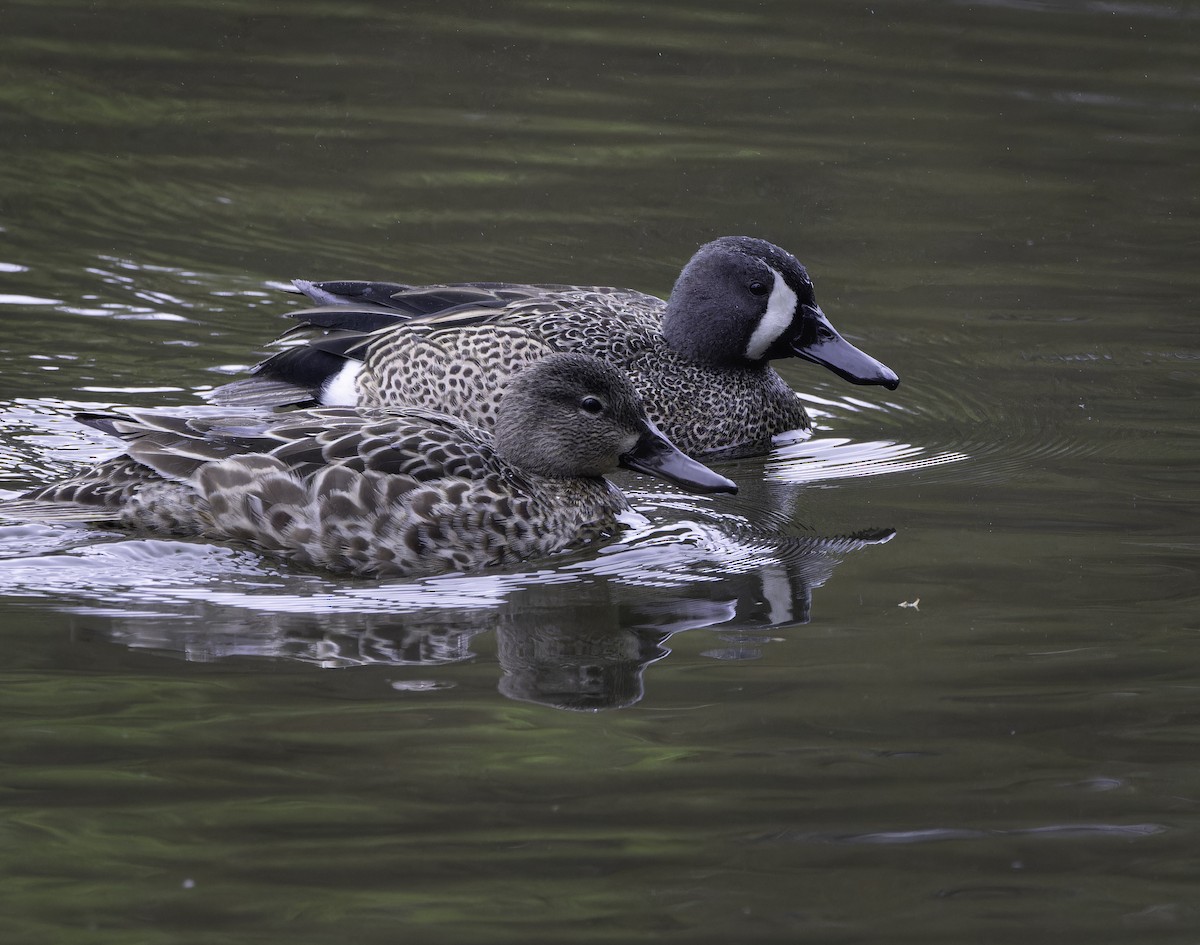 Blue-winged Teal - ML617577763