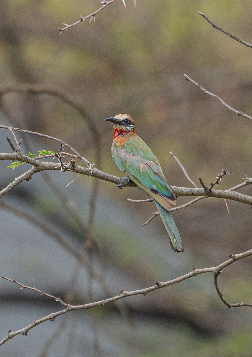 White-fronted Bee-eater - Sunny Zhang