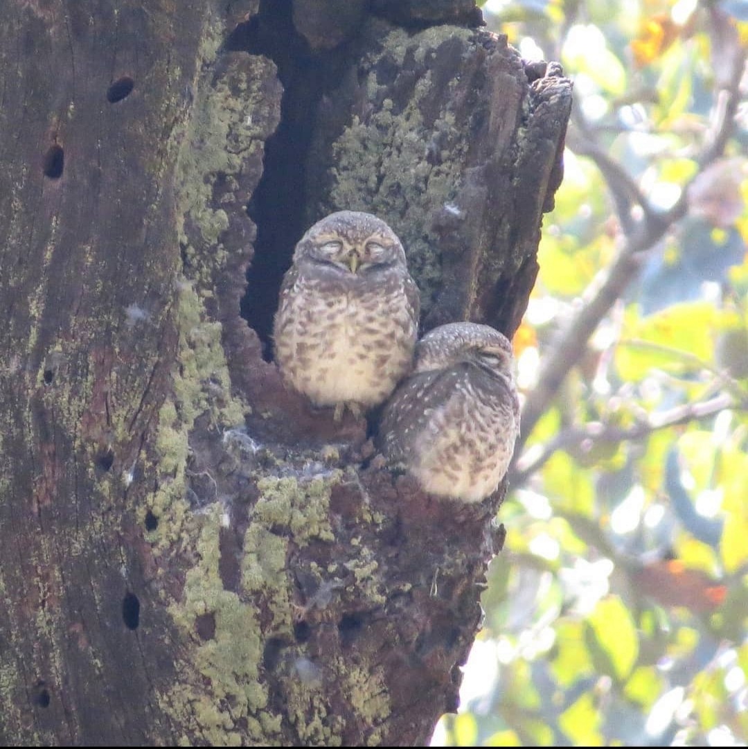 Spotted Owlet - ML617577826
