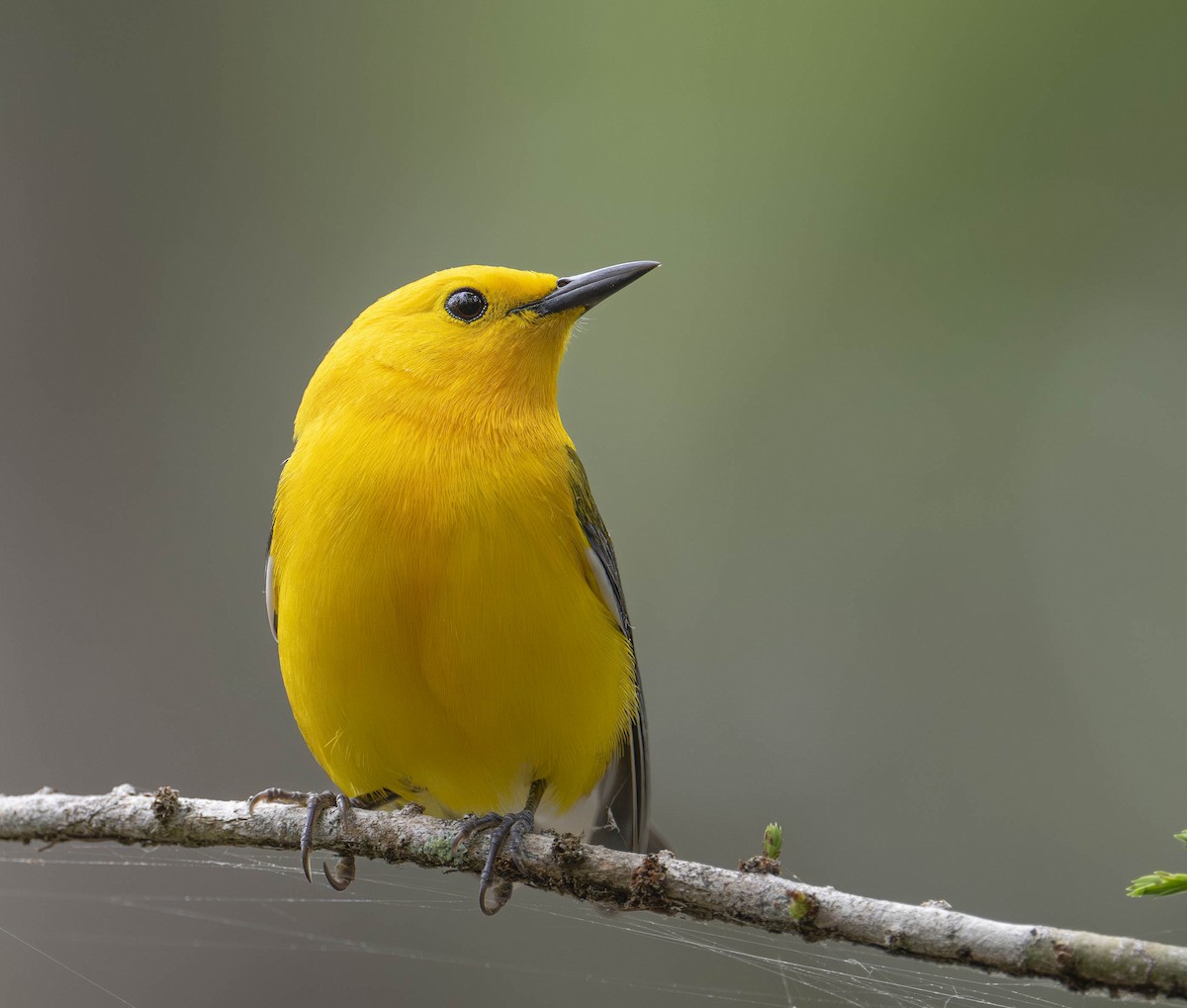 Prothonotary Warbler - ML617577955