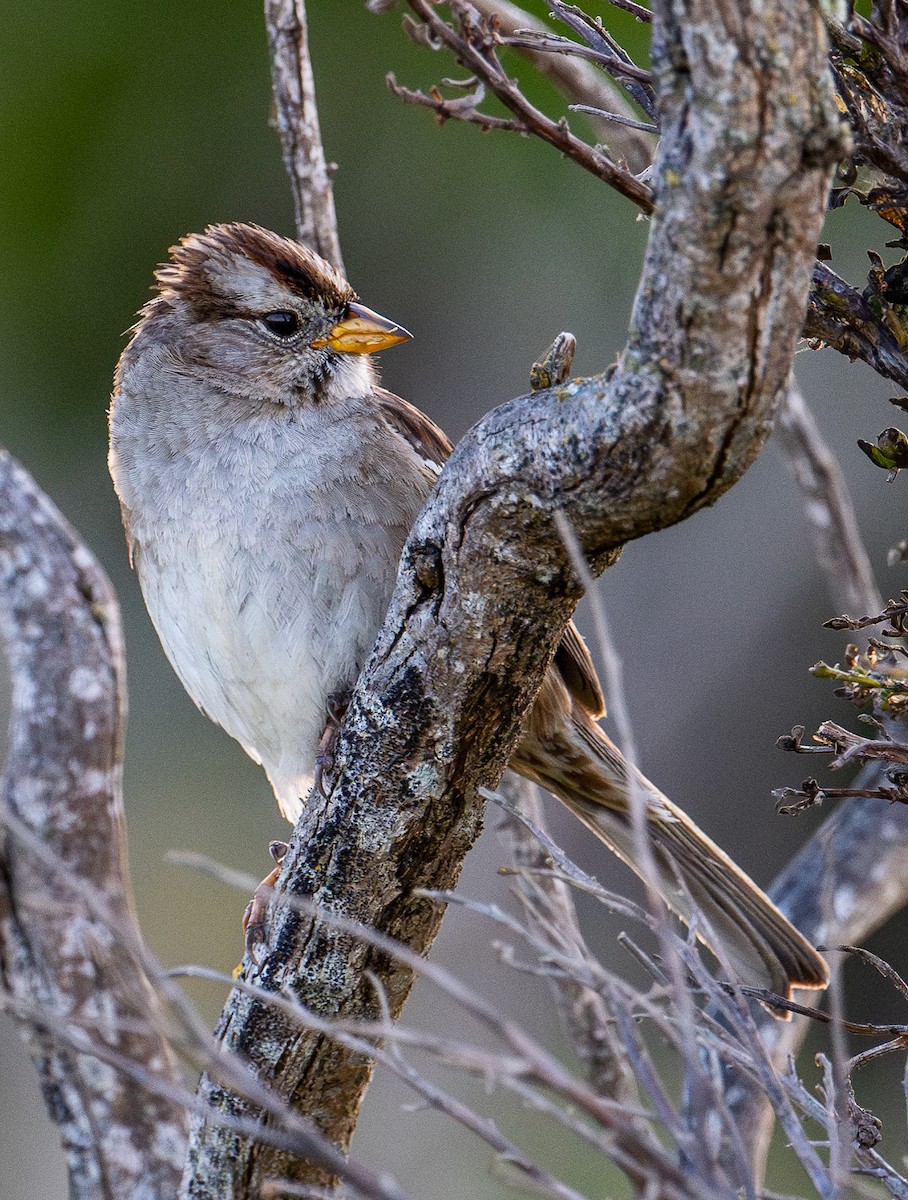 White-crowned Sparrow - ML617577956