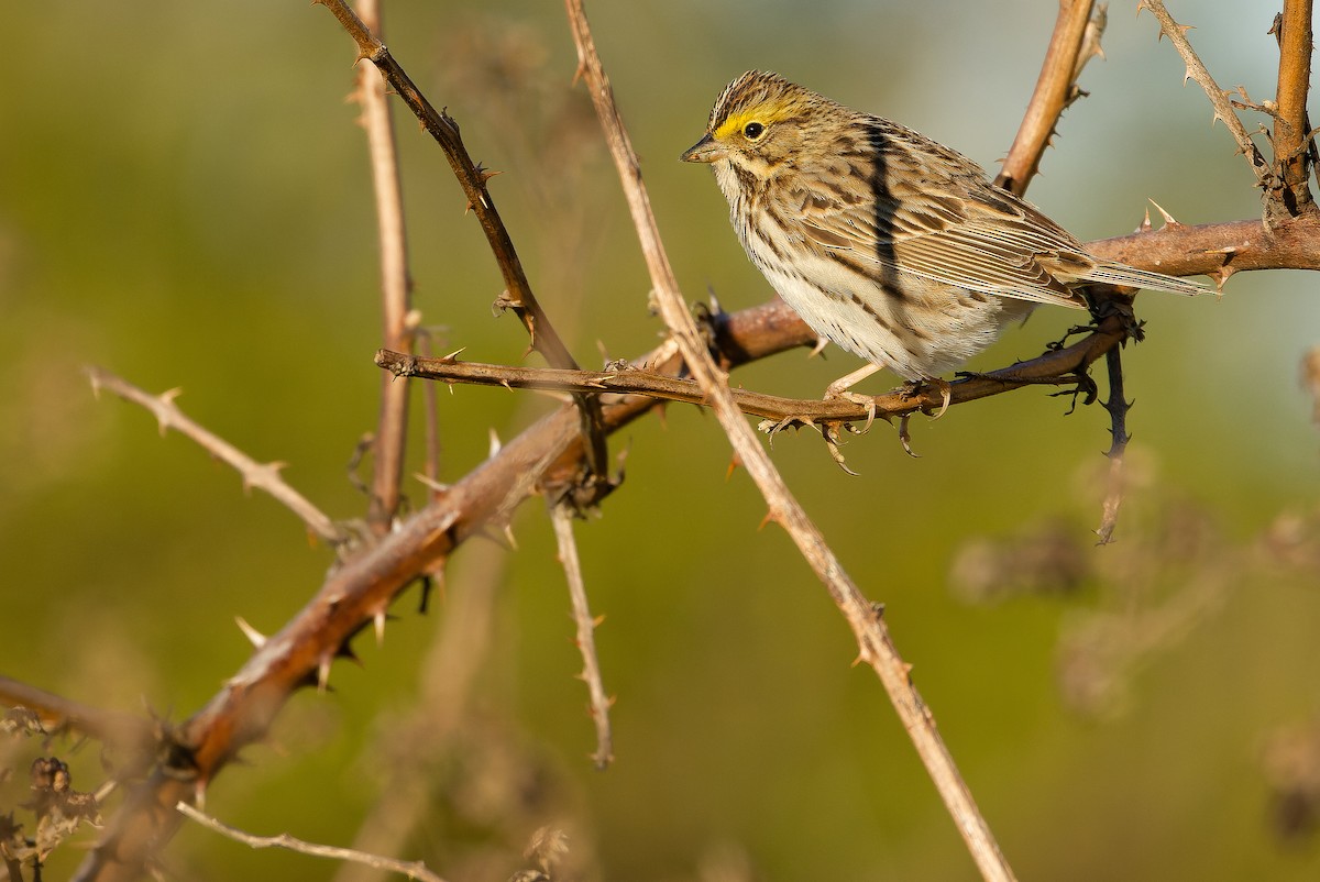 Savannah Sparrow (Savannah) - ML617577958