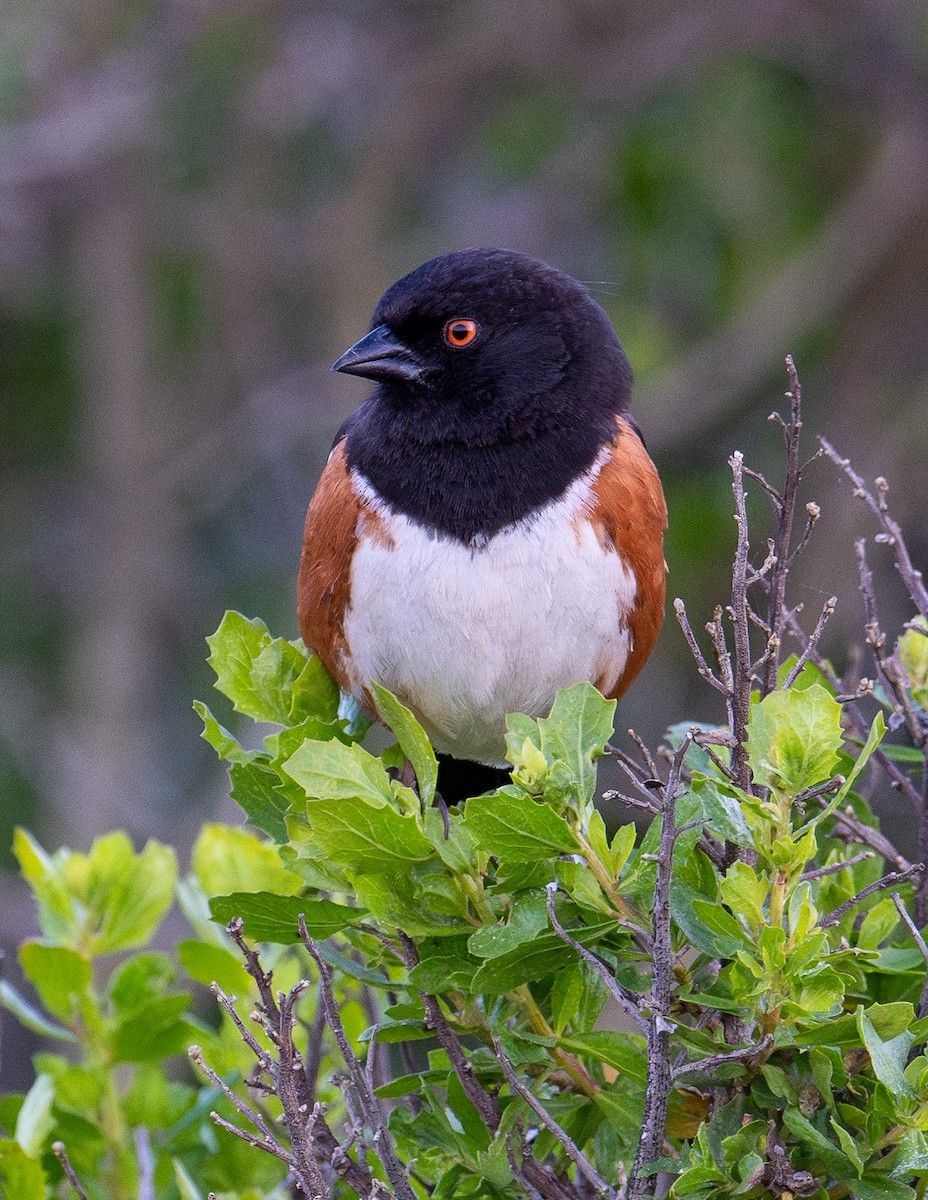 Spotted Towhee - ML617577978