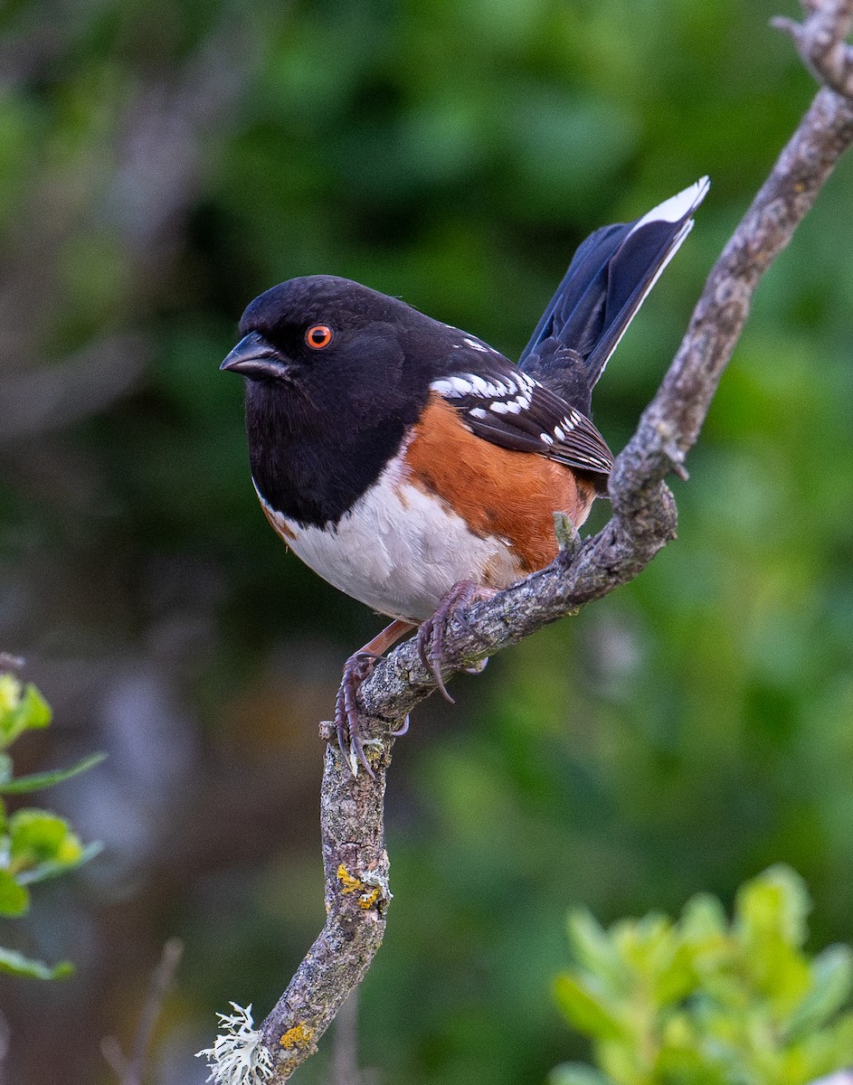Spotted Towhee - ML617577979