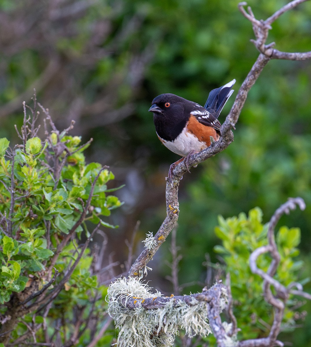 Spotted Towhee - ML617577981