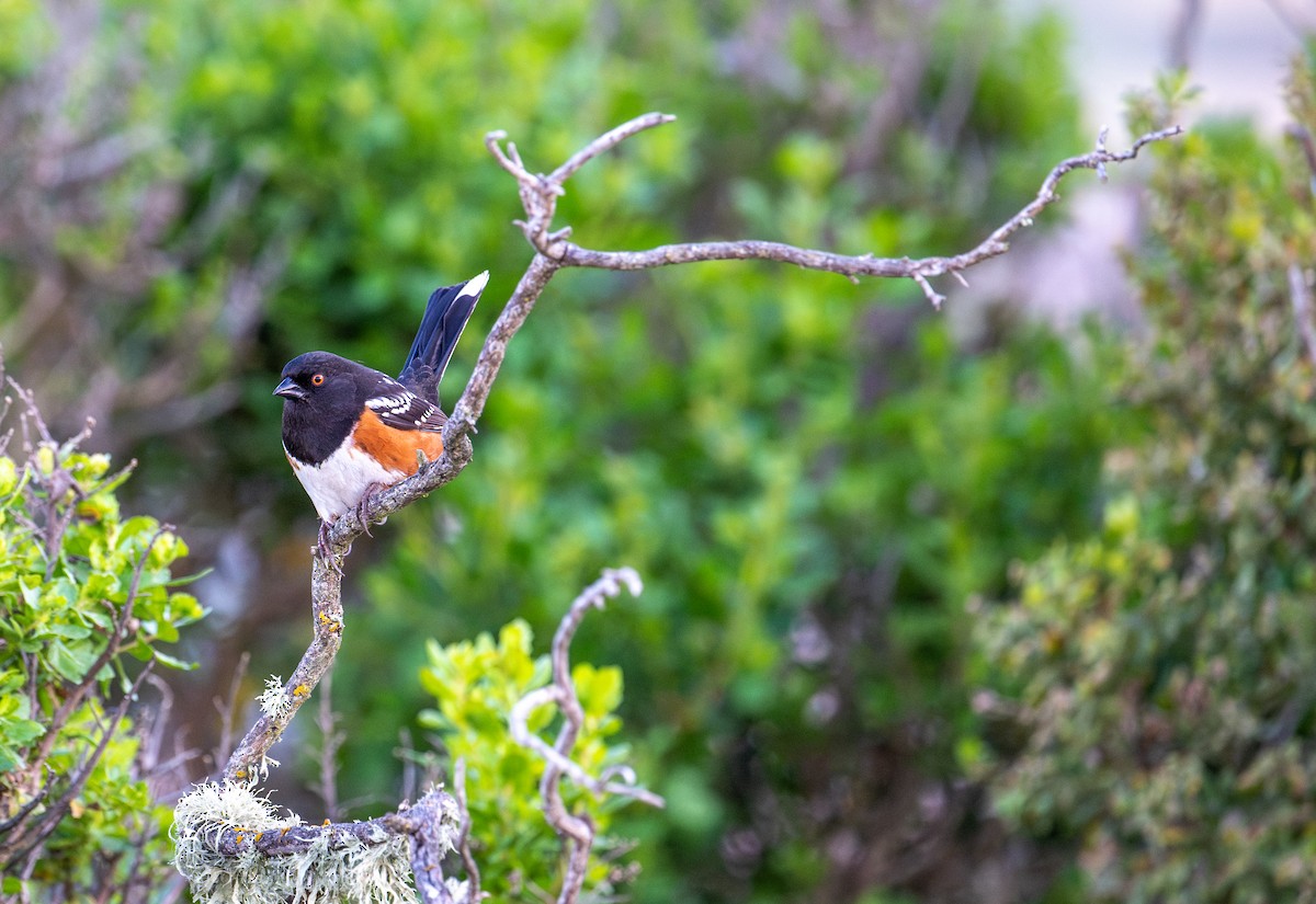 Spotted Towhee - ML617577982