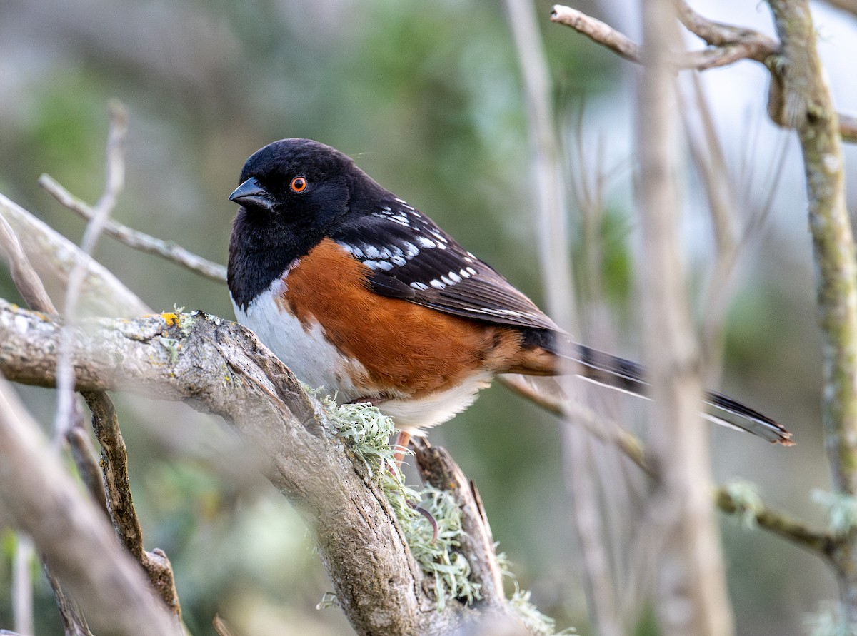 Spotted Towhee - francesca pastine