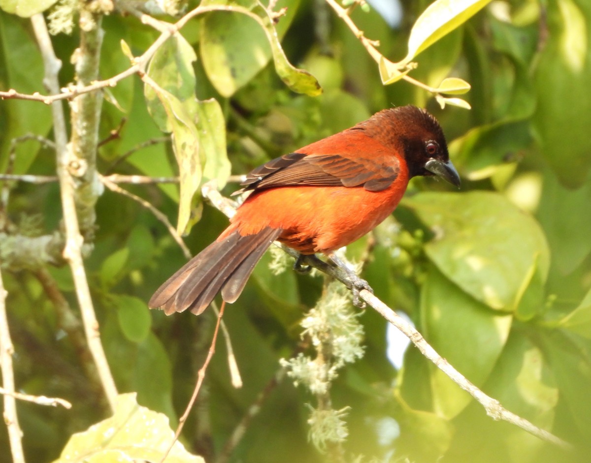 Silver-beaked Tanager - ML617577997