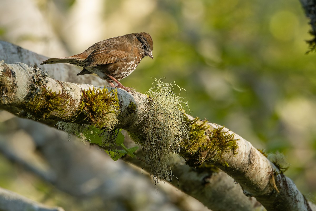 Fox Sparrow (Sooty) - Joachim Bertrands