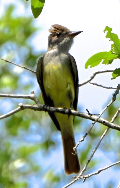 Great Crested Flycatcher - ML617578094
