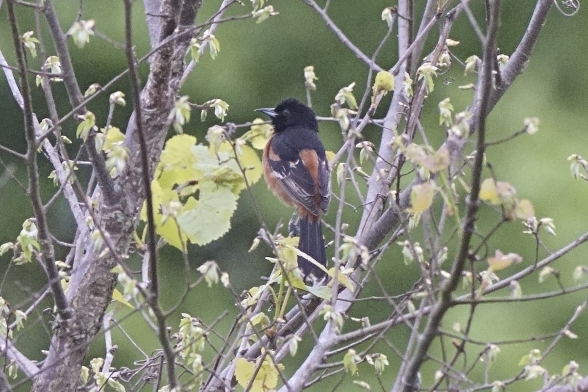 Orchard Oriole - ML617578150