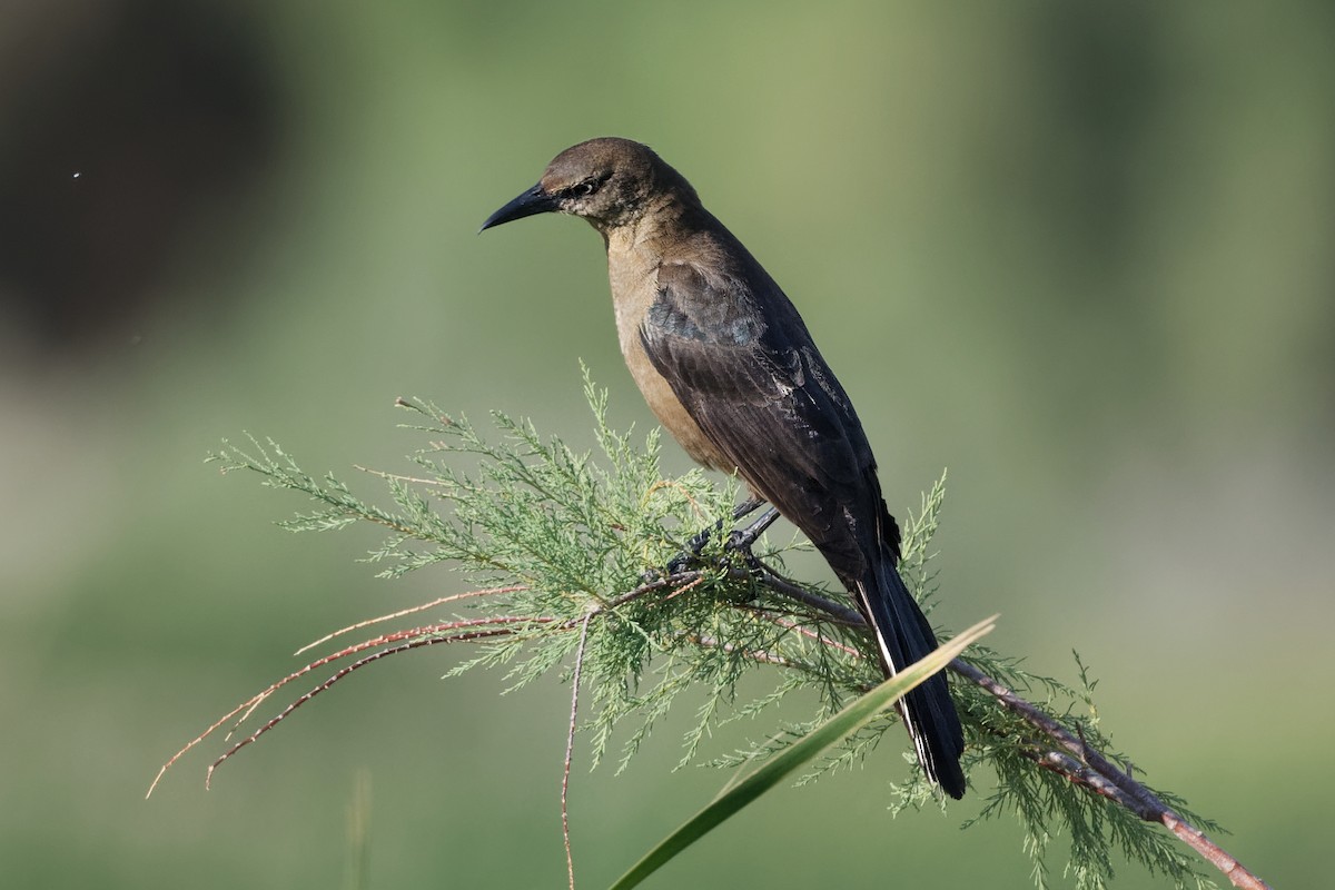 Great-tailed Grackle - ML617578238