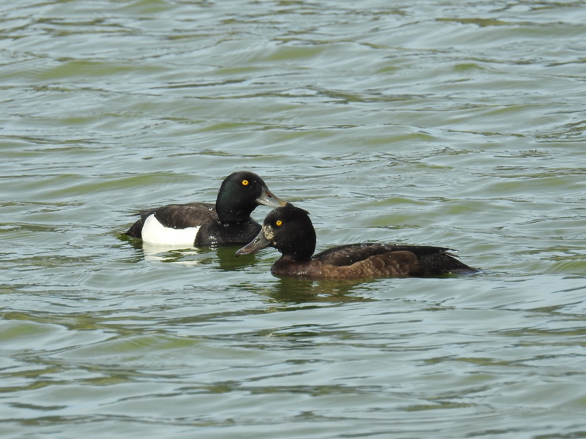 Tufted Duck - Jerry Black