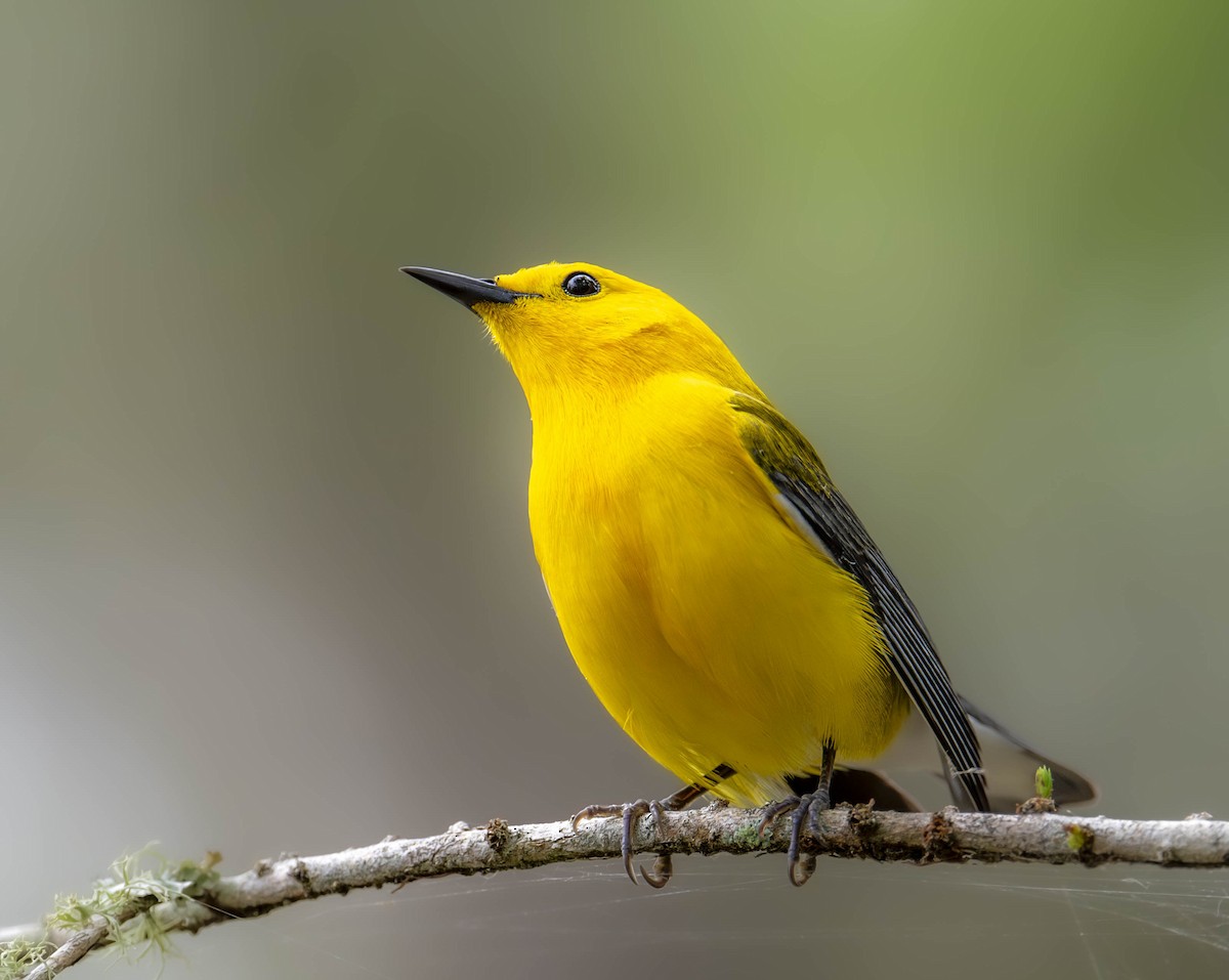 Prothonotary Warbler - ML617578334