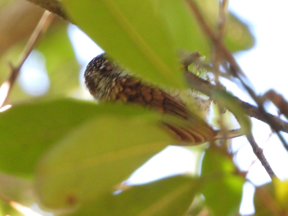 Scaled Piculet - ML617578368