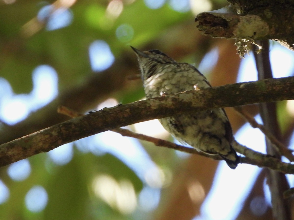 Scaled Piculet - ML617578370