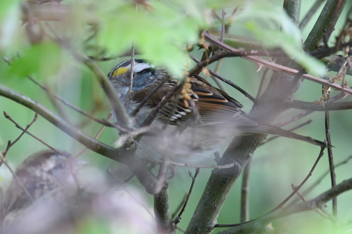 White-throated Sparrow - ML617578402
