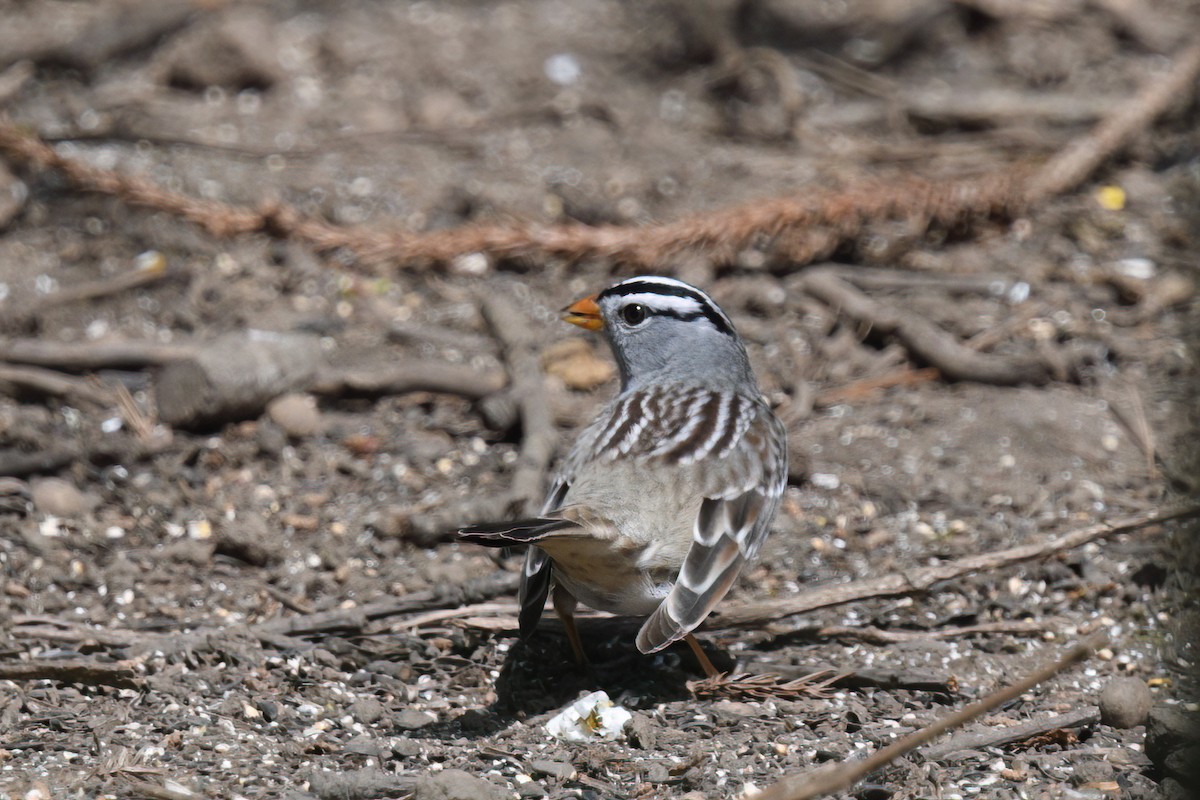 White-crowned Sparrow (Gambel's) - ML617578457
