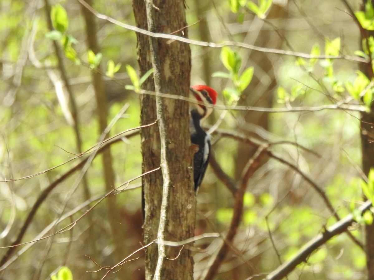 Pileated Woodpecker - ML617578460