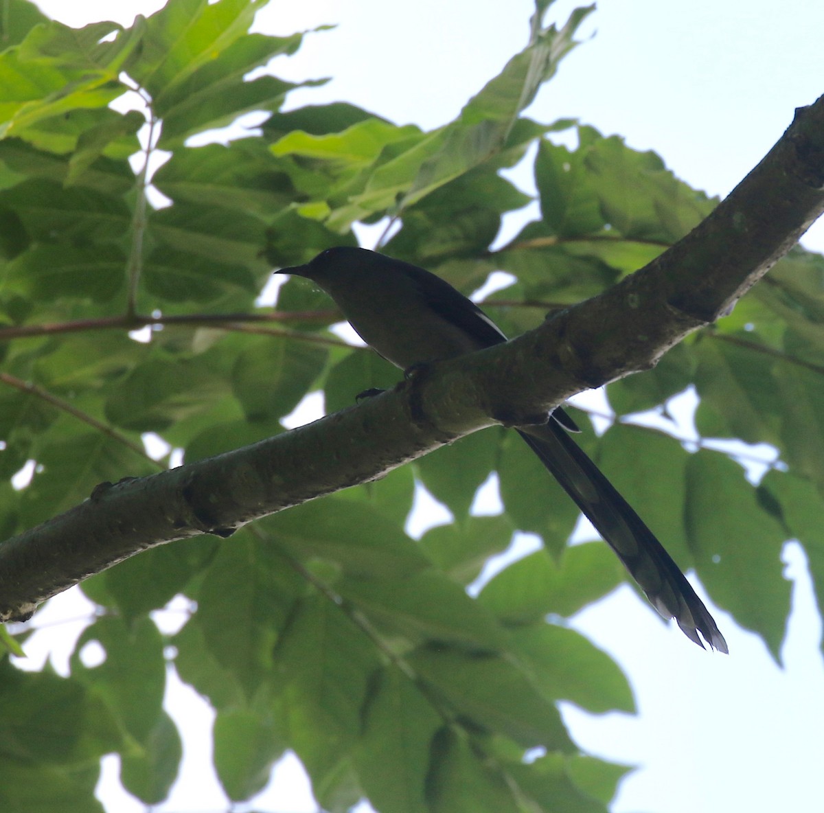 Long-tailed Sibia - Sandy Vorpahl