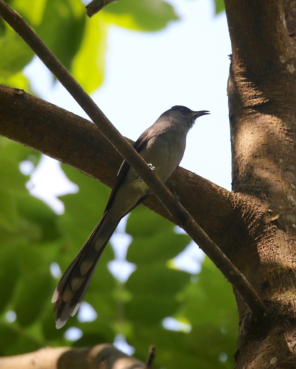 Long-tailed Sibia - Sandy Vorpahl