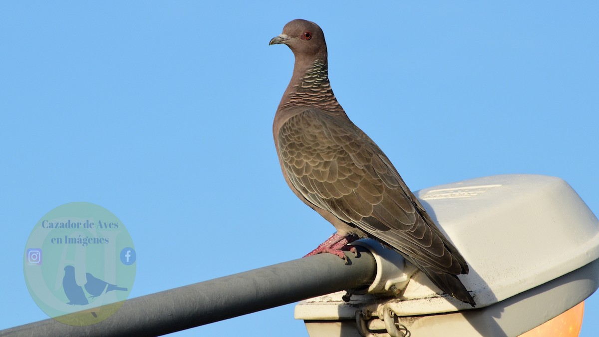 Pigeon picazuro - ML617578502
