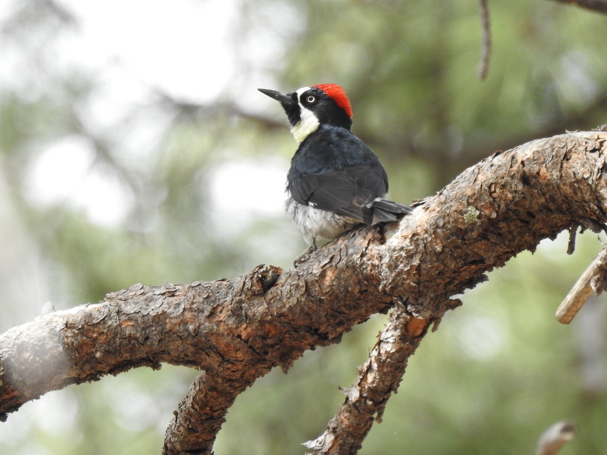 Acorn Woodpecker - ML617578623