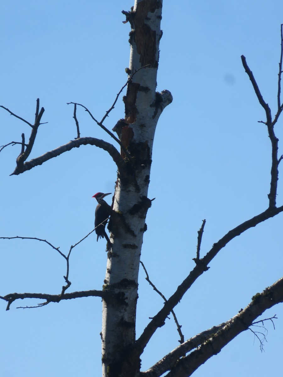 Pileated Woodpecker - Kit Dieffenbach